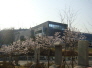 수원박물관 벚꽃
