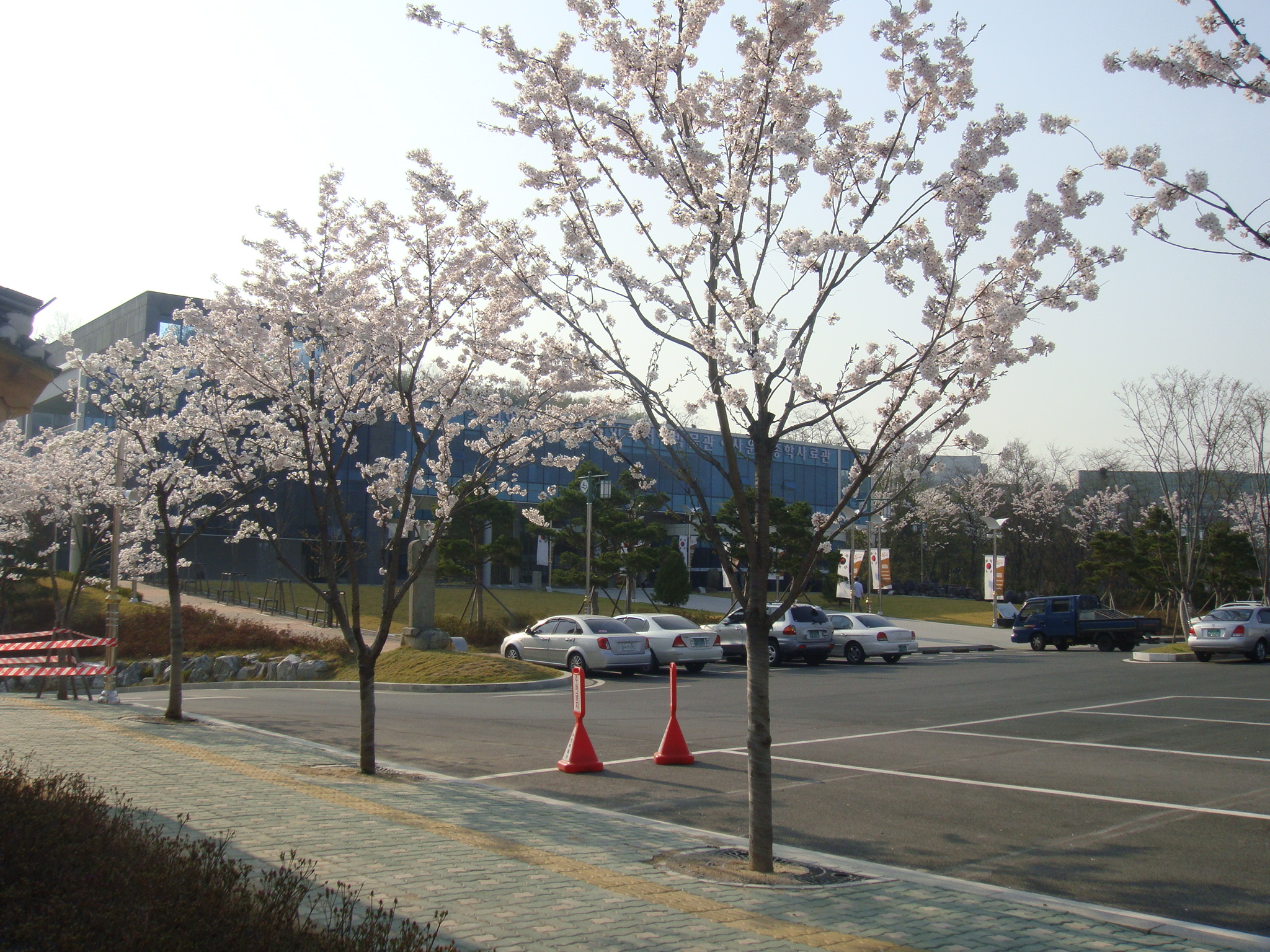 수원박물관 벚꽃